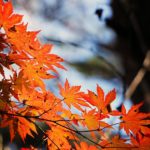 京都嵐山の紅葉　　おすすめ秋の絶景ポイント